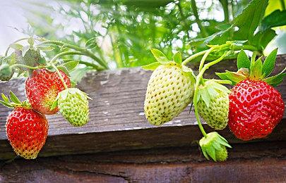 《吸血鬼幸存者》发布公开测试版 新增多人在线游戏模式